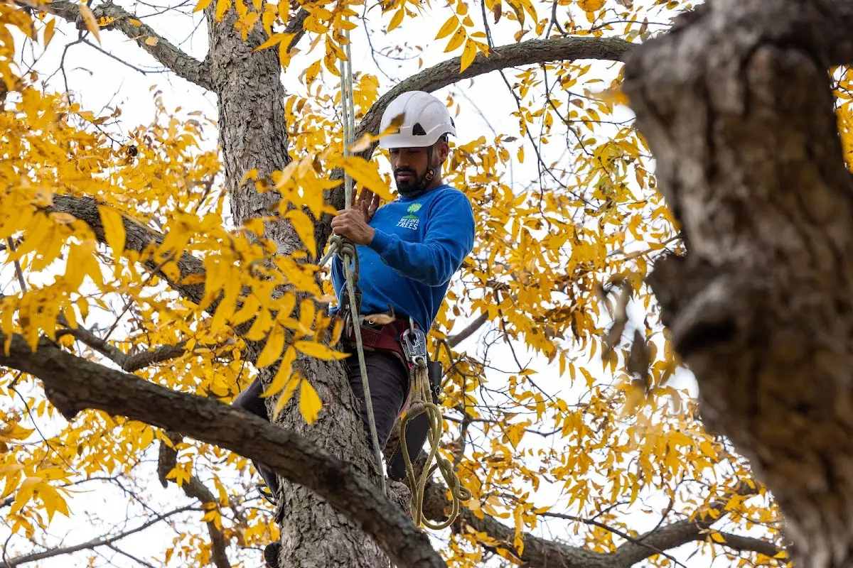 Skilled Tree Pruning crew working in Enterprise